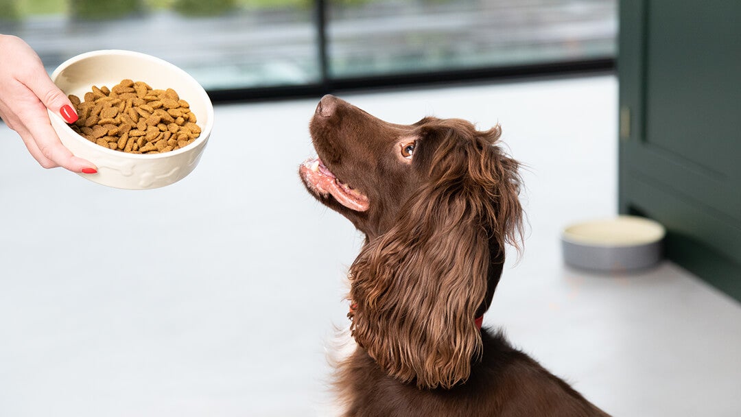 Balanced nutrition dog food shop